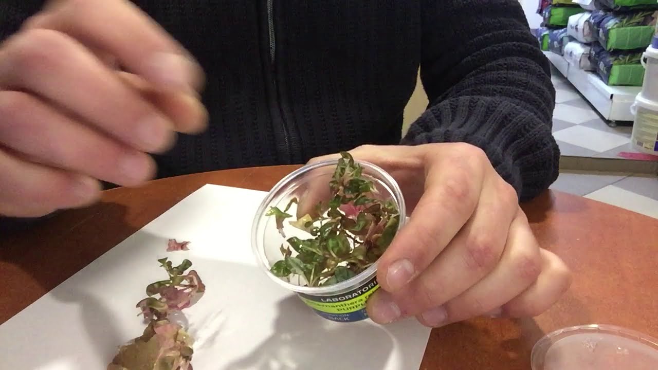 Обзор Аквариумное растение Альтернантера Рейнека Пурпурная (ALTERNANTHERA REINECKI PURPLE) в геле