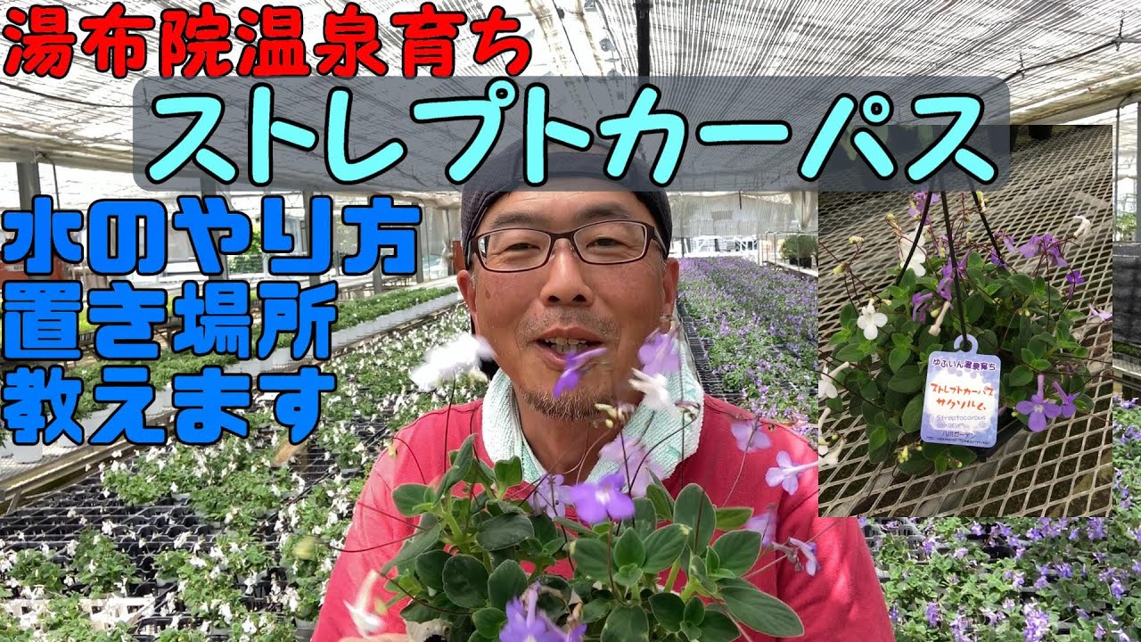 【ストレプトカーパス】水のやり方置き場所など解説します！