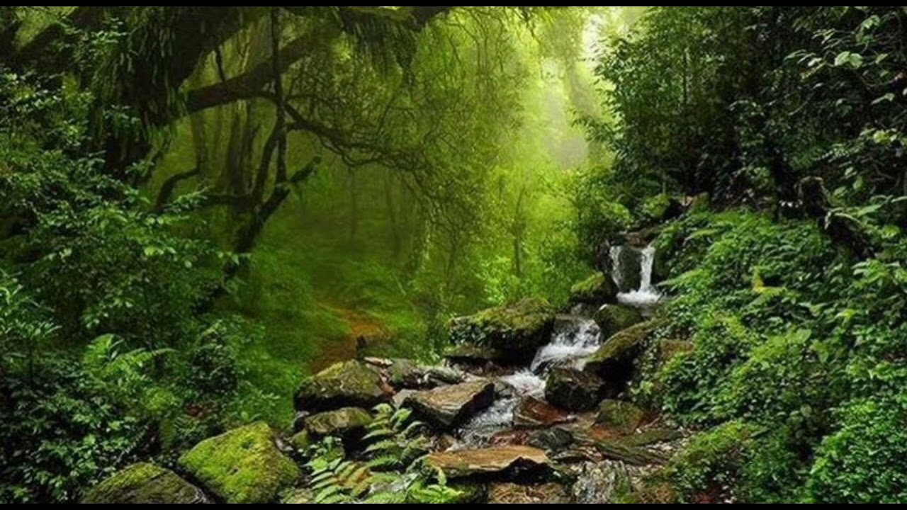 Sounds of the forest, sounds of water, sounds of birds.
