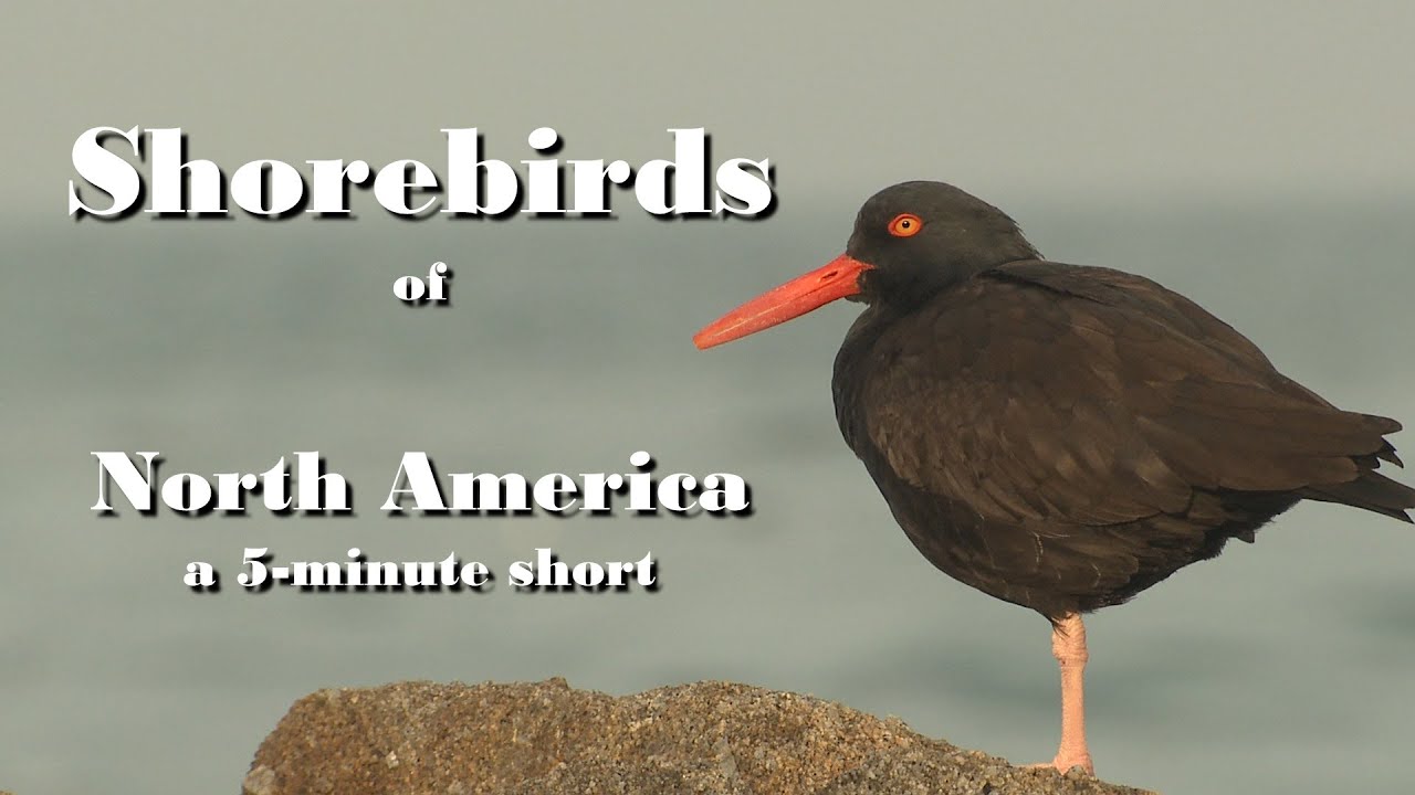 Shorebirds of North America | 5-minute short