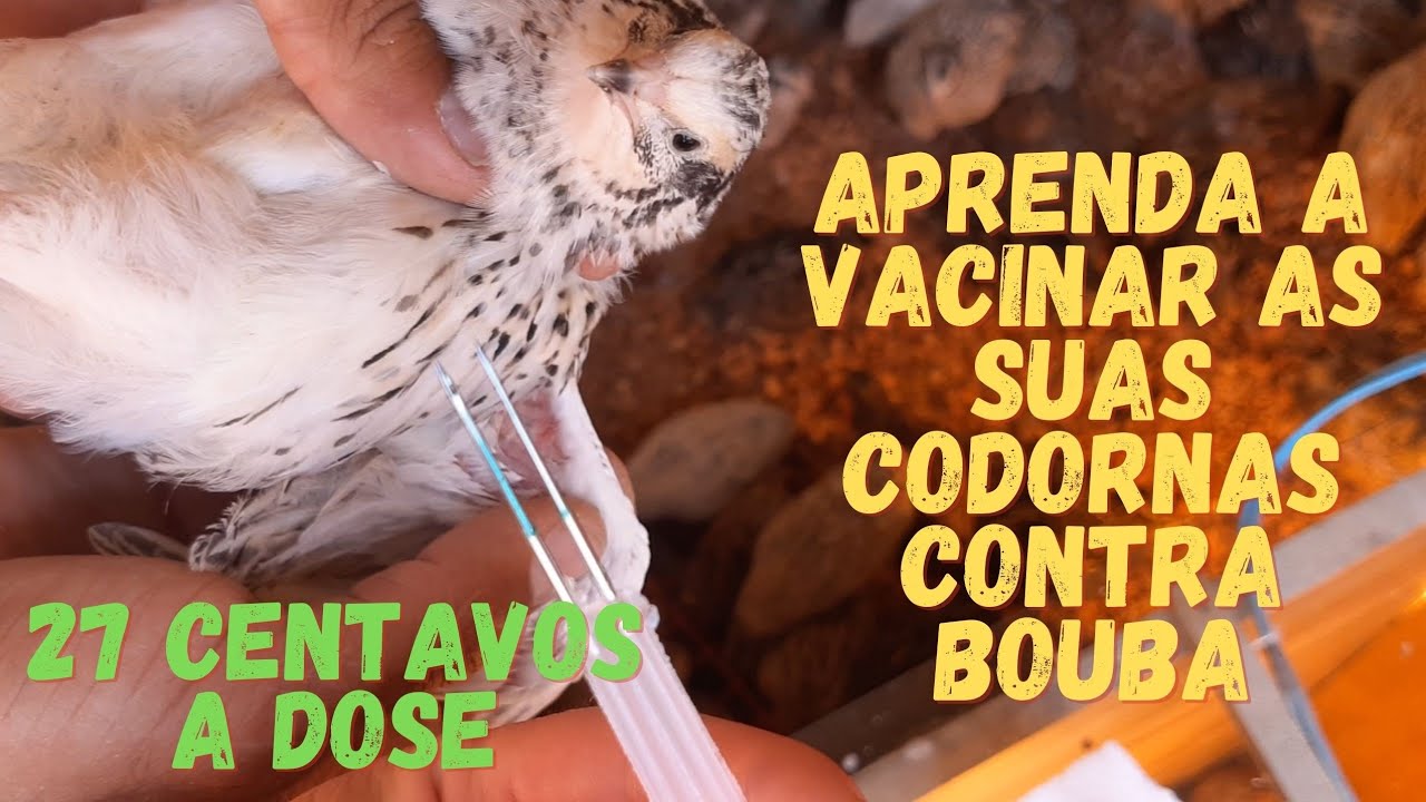 Aprenda a aplicar Vacina nas AVES ? hoje vamos prevenir Bouba aviária