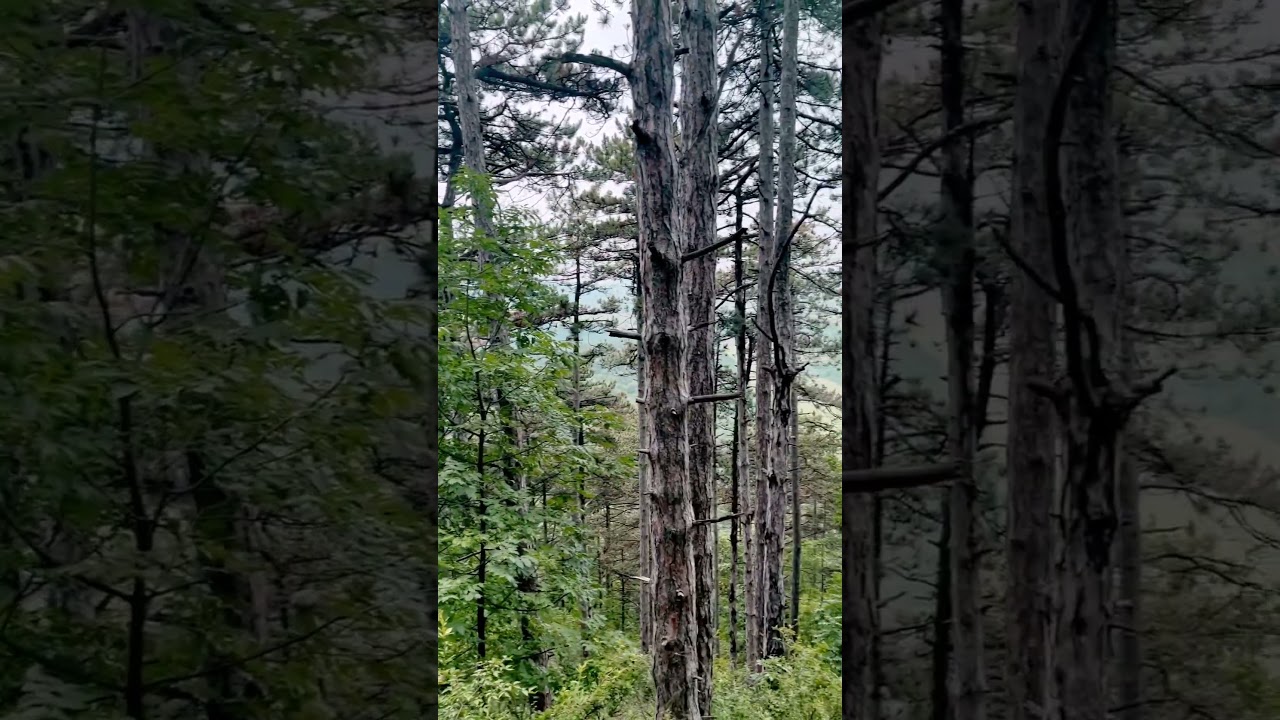 Forest Sounds / Az erdő hangjai #nature #term&eacute;szet #fa #tree