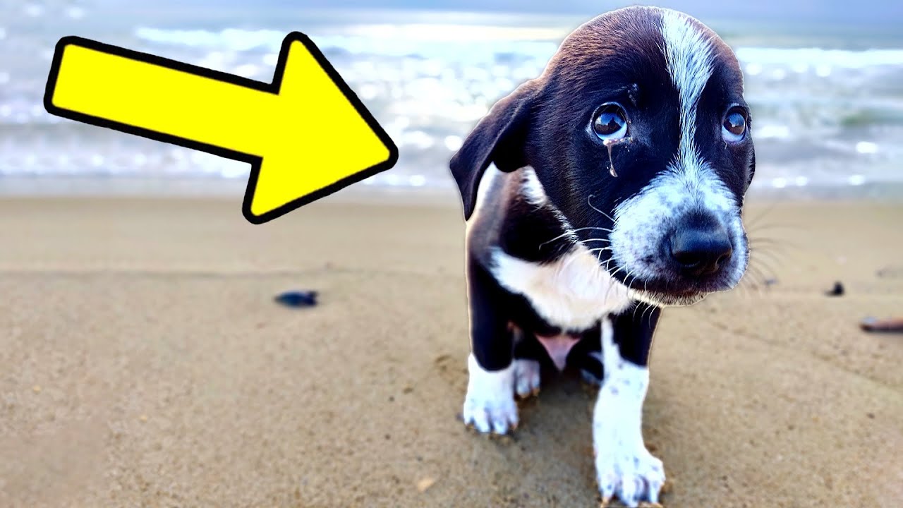 Small Puppy Begged Us to Save Him