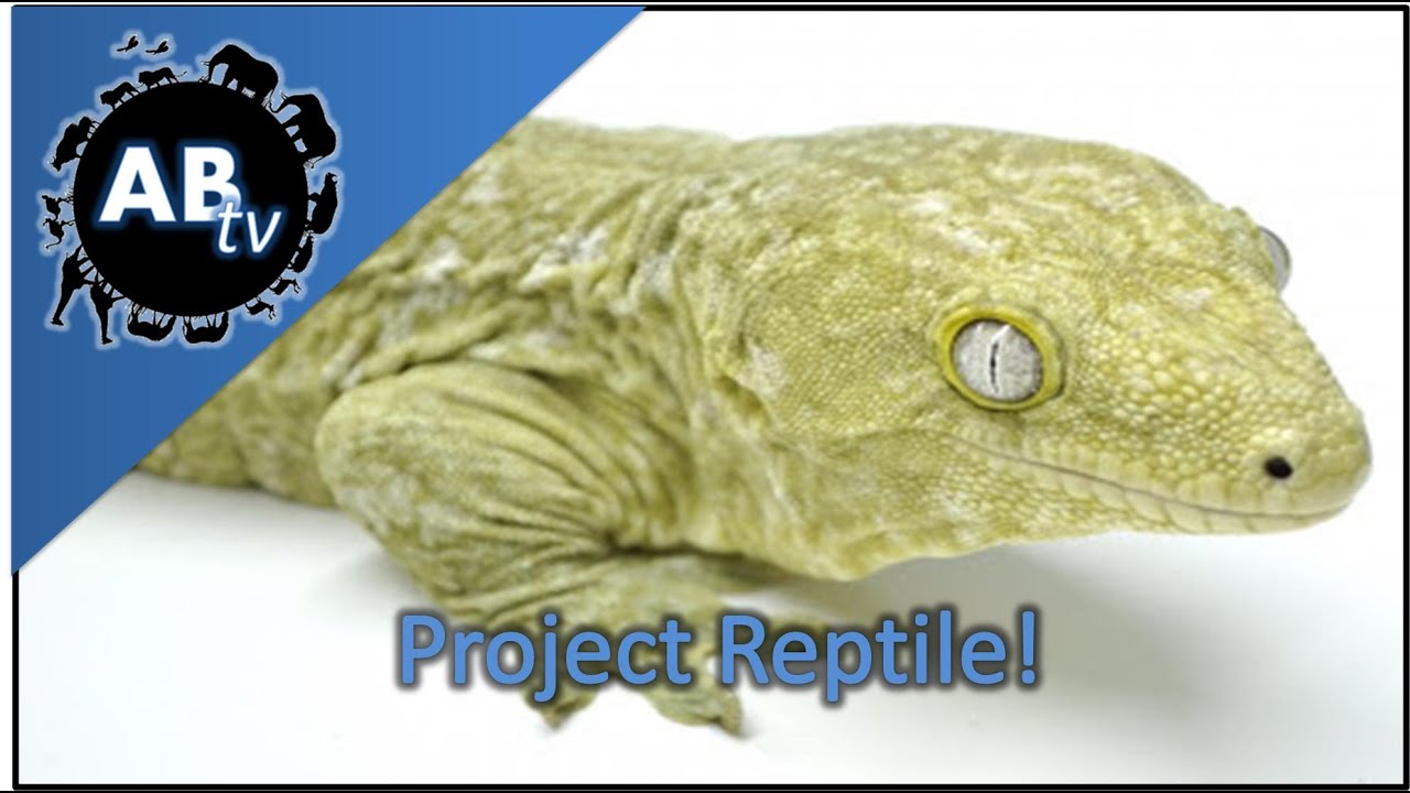 Project Reptile! SnakeBytesTV : AnimalBytesTV