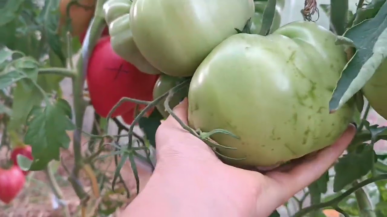 Пробежимся по теплицам, со  спелыми томатами🍅. 3 августа. 2025.  #огород #томаты. 