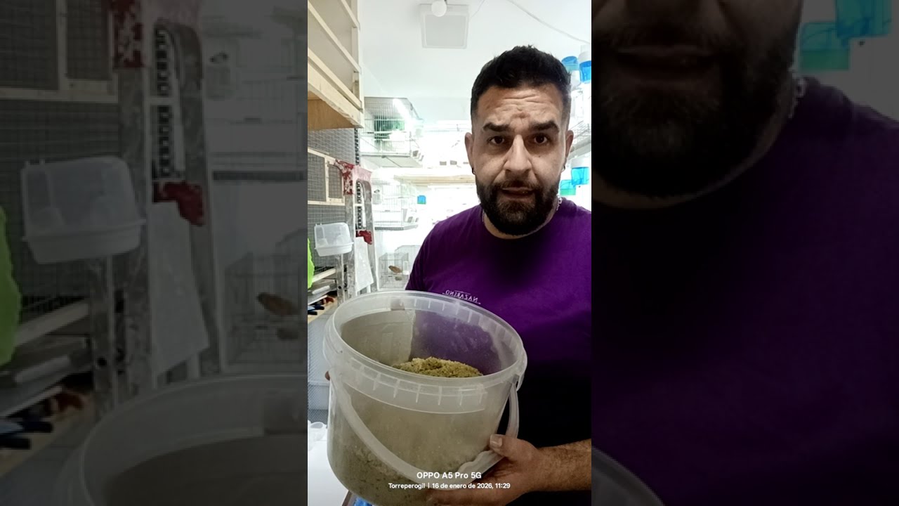 Pasta de cria con huevo cocido para canarios 