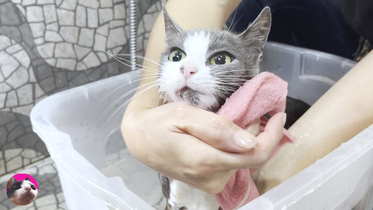 Первая ванна для спасенной уличной кошки, которая родила
