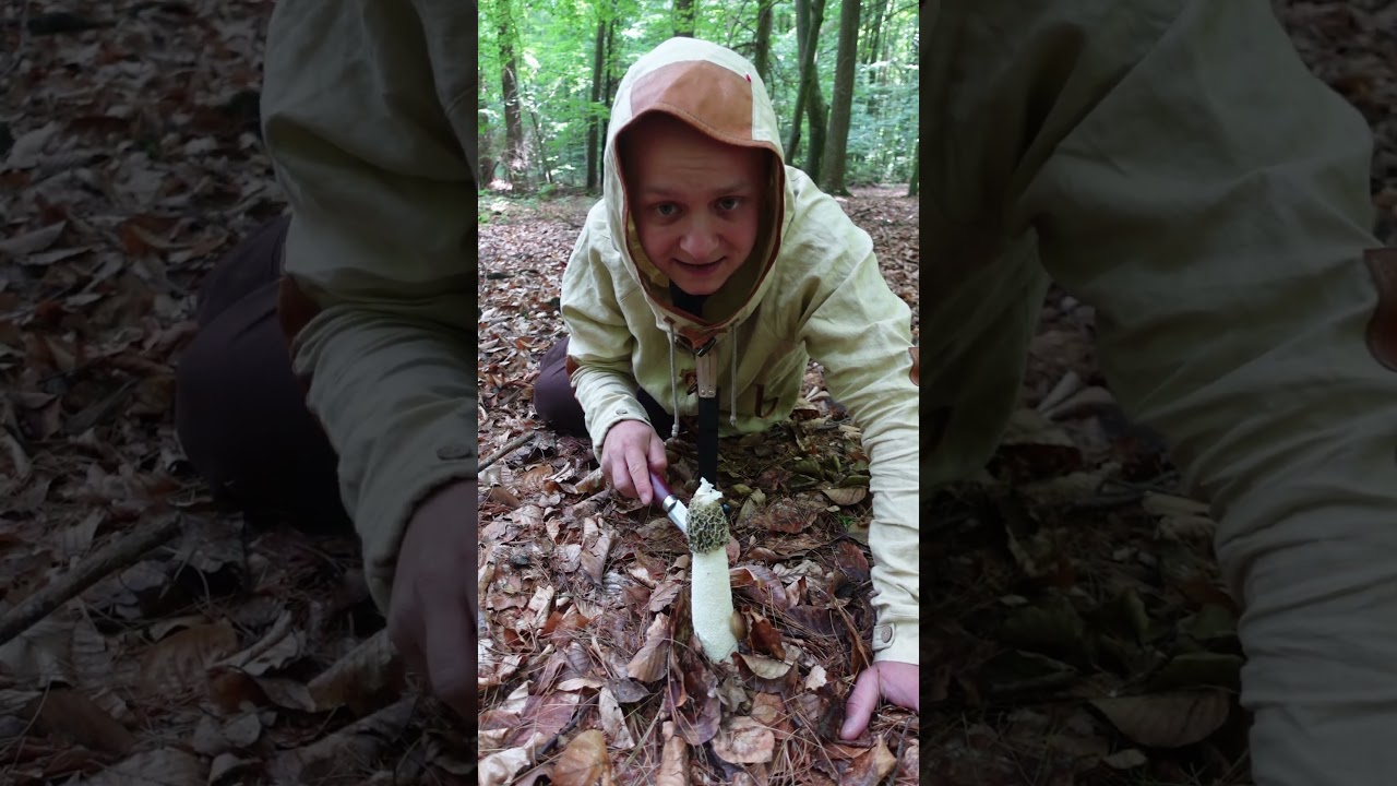 Sromotnik smrodliwy (łac. Phallus impudicus) - grzyb jadalny #grzyby #grzyby2025 #natura