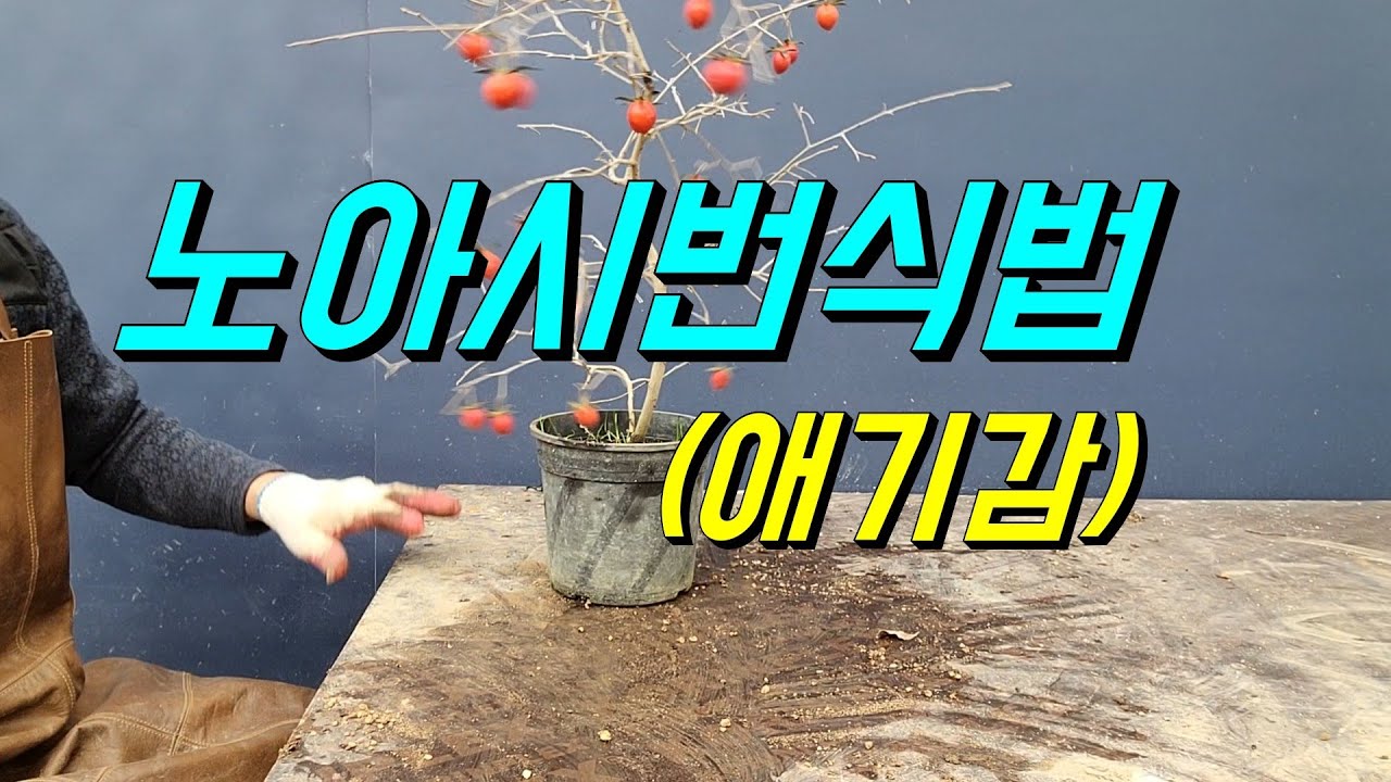 노아시번식하는방법/야생화/분재/wild flower/bonsai/盆栽