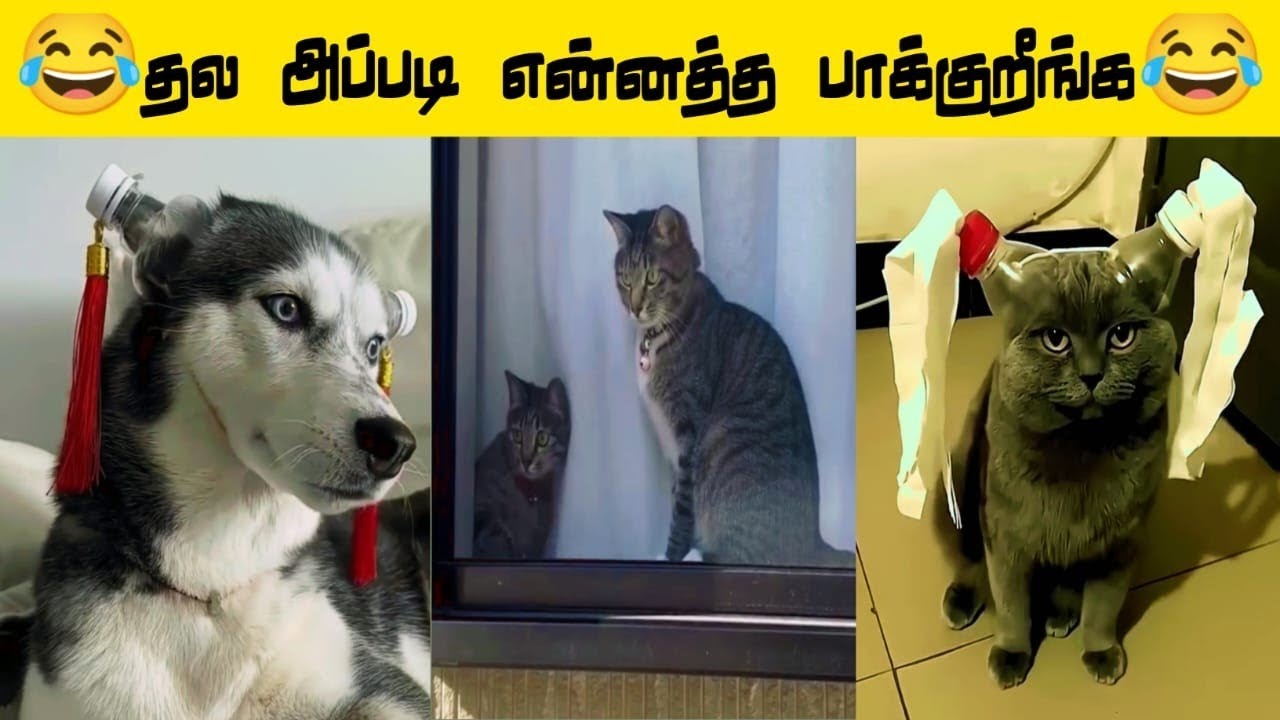 😂🐕🐈 சூப்பர் ஆ சாப்டுவனே.... கொண்டா 😂🐈🐕#viral #trending #comedy #funnyanimalvideos