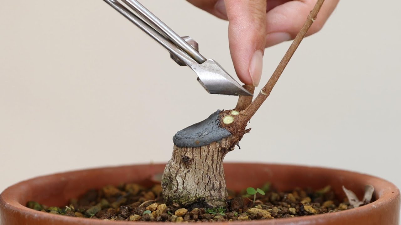楓盆栽の作り方　雅風展で飾れる樹を作る　【盆栽】
