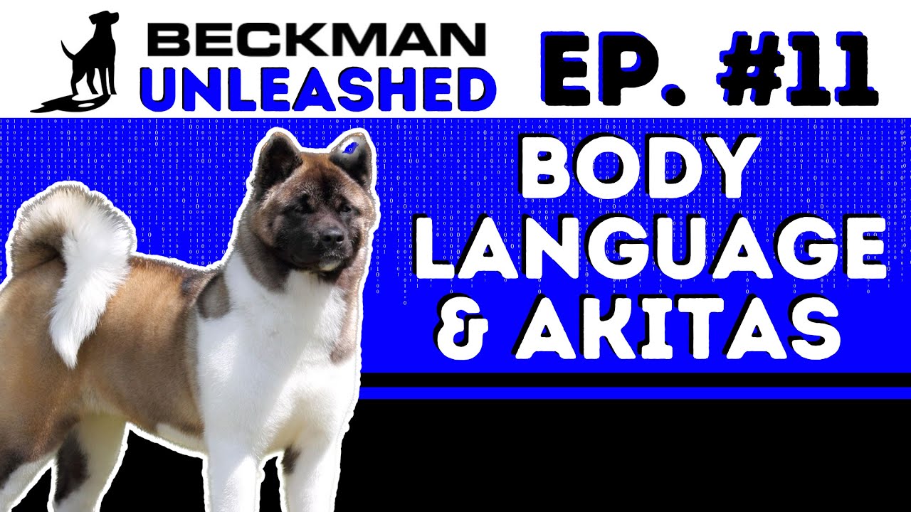 Akitas and Body Language that can get you in lots of Trouble (Dog or Human) - Muzzle Drama and More!