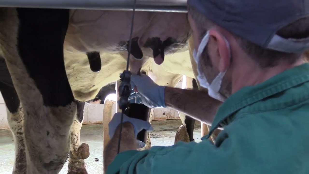Le buone pratiche di mungitura nella bovina da latte