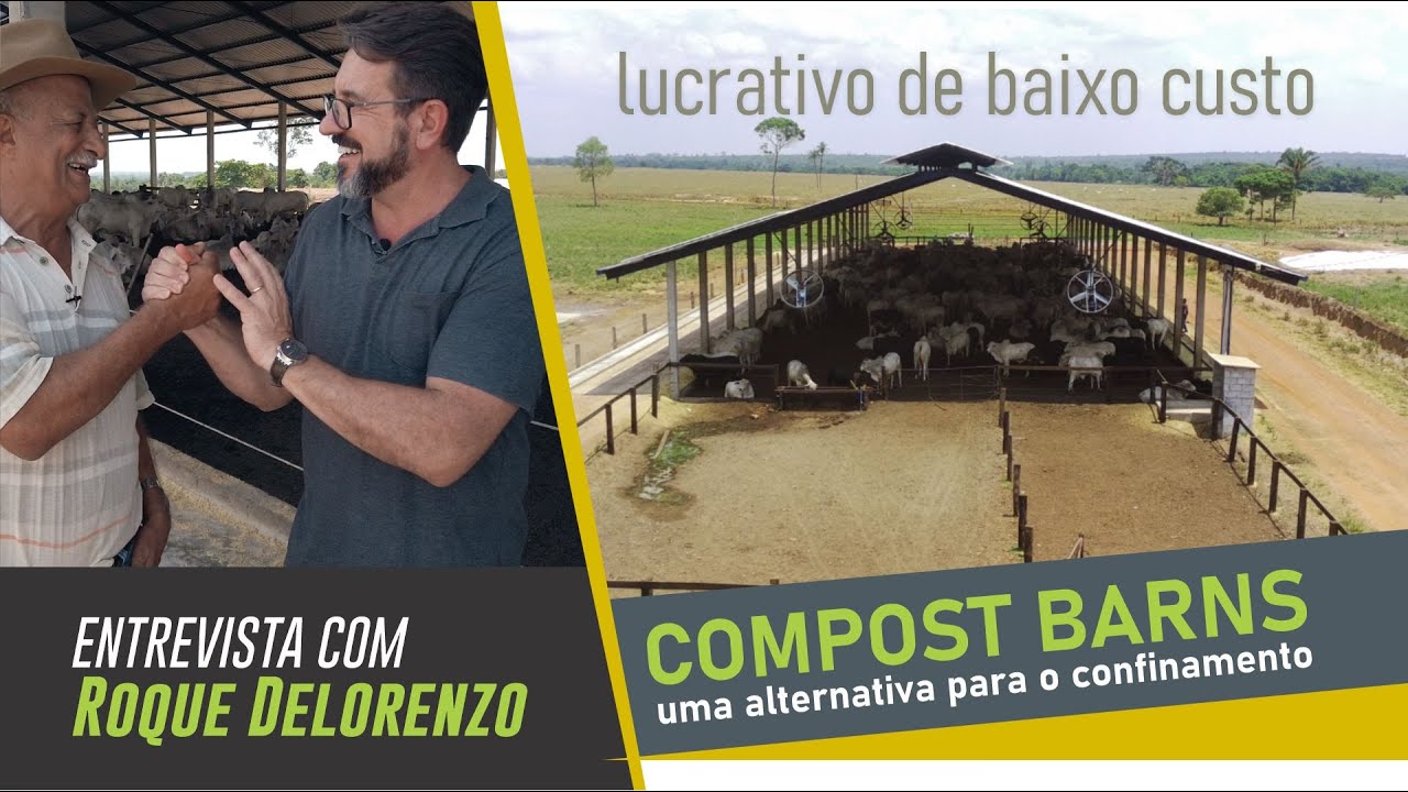 Compost Barn: Uma alternativa para o confinamento lucrativo de baixo custo.