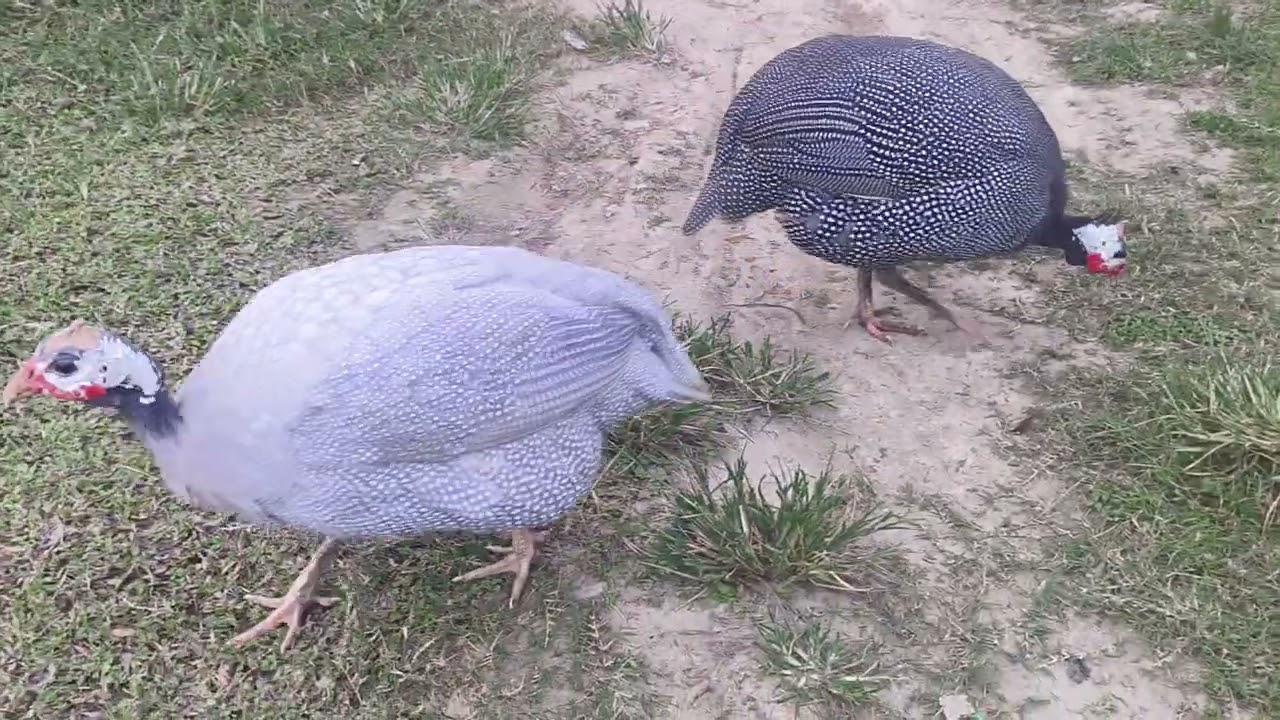 Guinea Fowl Bird Eating Time ❤️❤️❤️