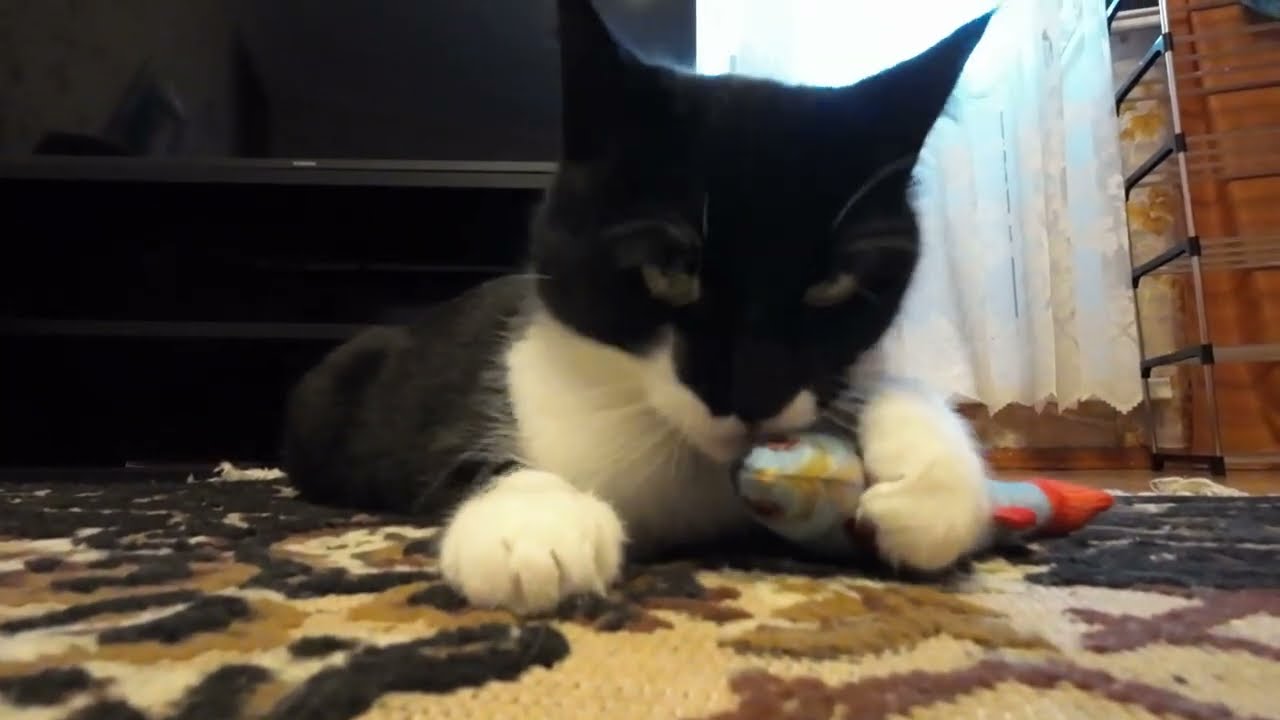 Кот , который не любит рыбу. Яша