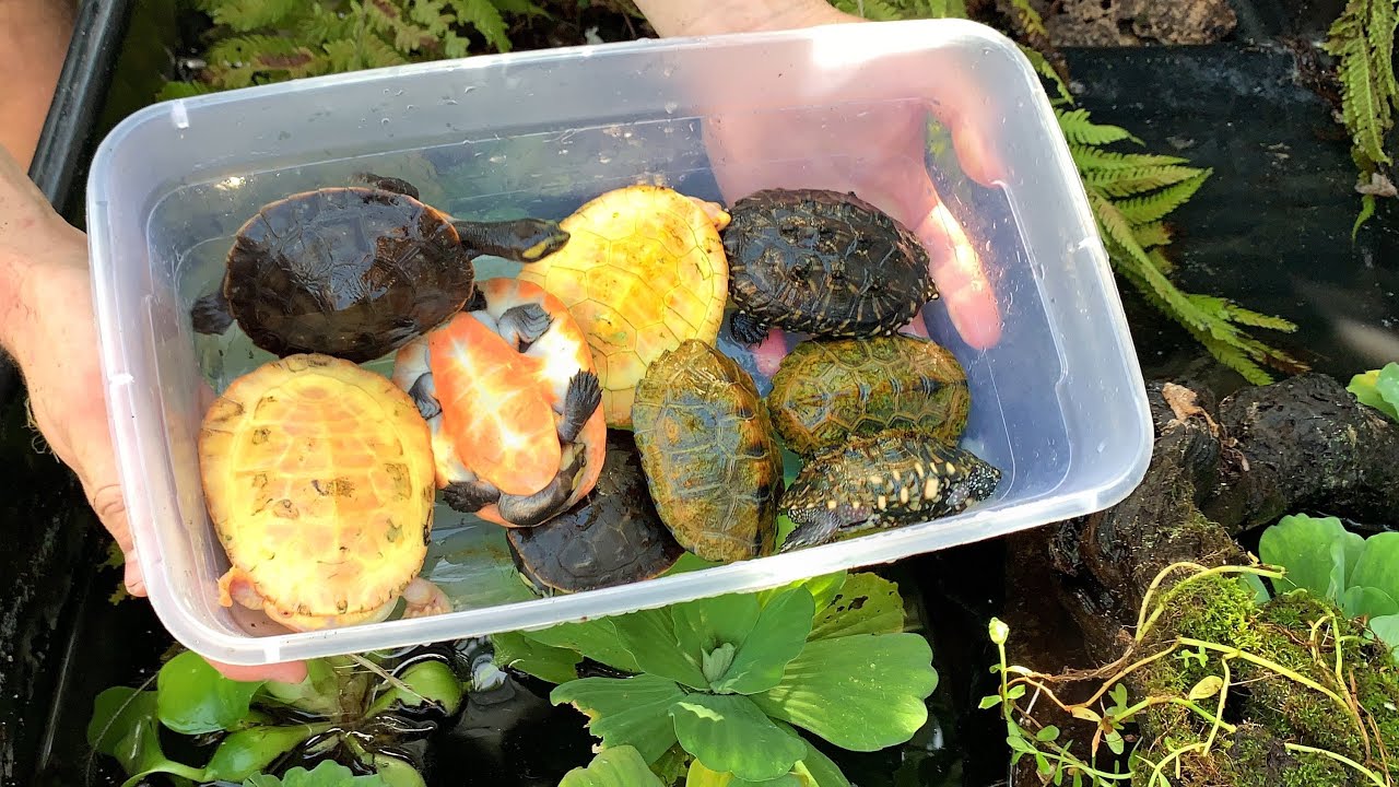 *NEW* SETTING UP ABOVE GROUND TURTLE POND AT MY HOUSE (pt 2)
