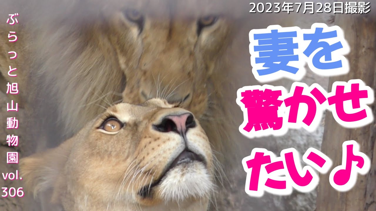【今日のライオン】背後から来るお茶目な夫。驚かせたいオリトにイオは？vol306@旭山動物園/A mischievous lion's husband approaching from behind