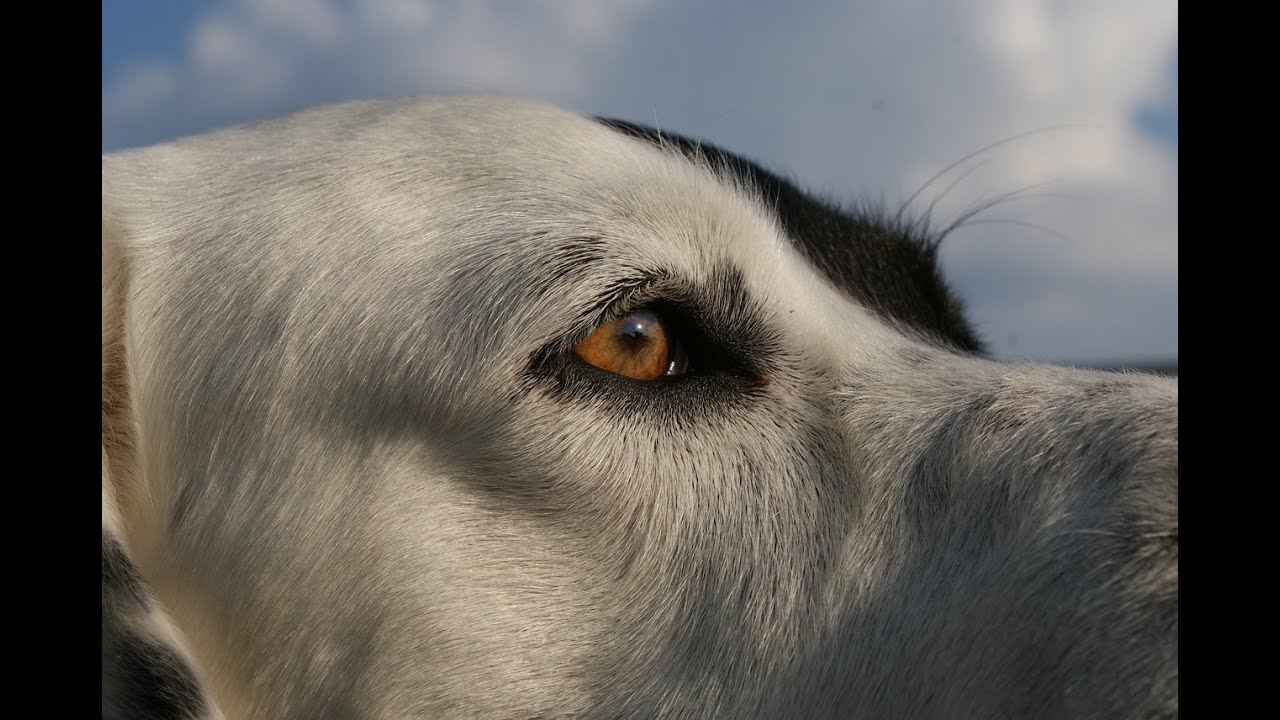 Sokak köpeklerinden korunma yolları