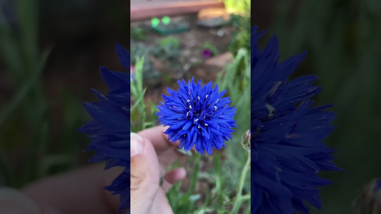 Bluest Corn Flower #flowers #beautiful #cottagegarden #garden #gardening #spring  #mygarden #nature