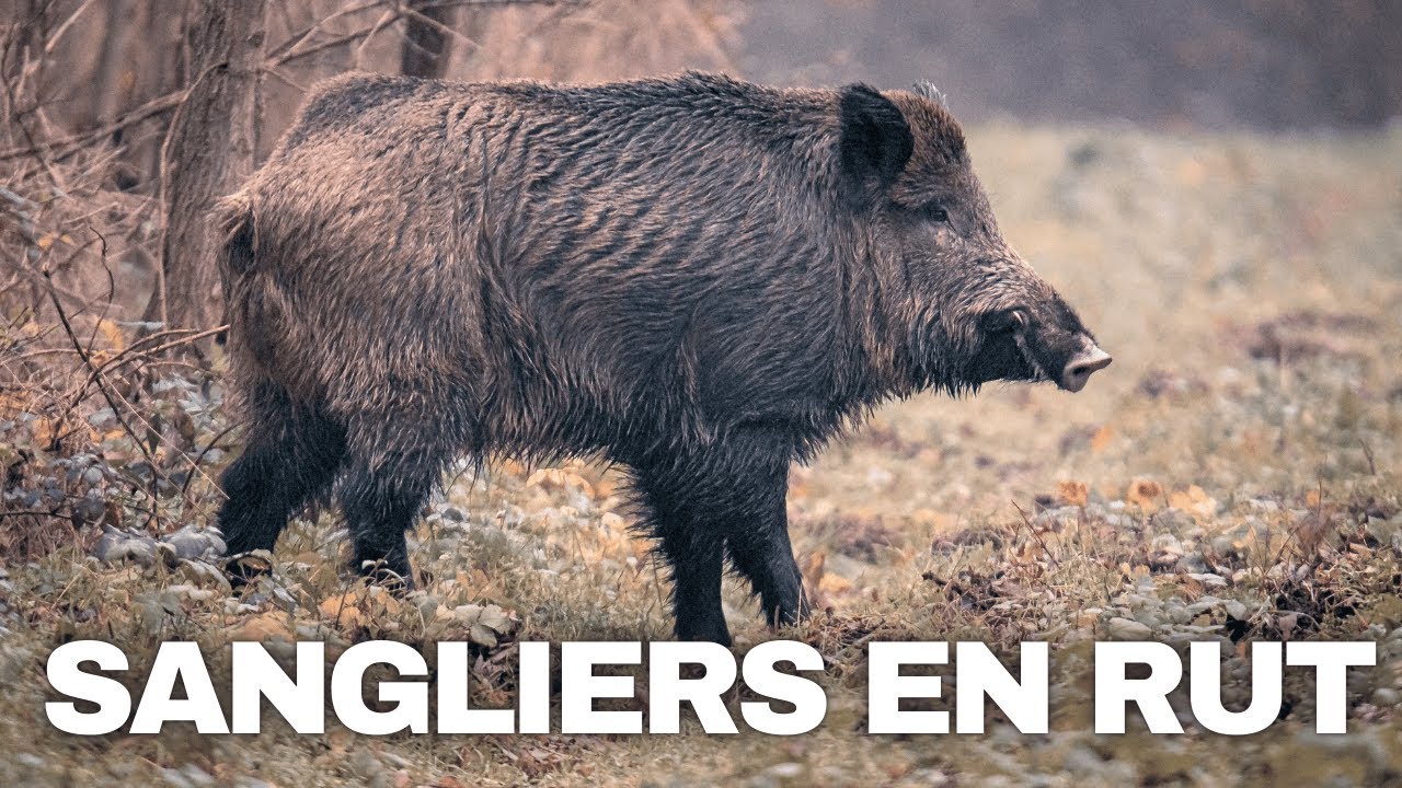 22. C'EST LA SAISON DES AMOURS CHEZ LES SANGLIERS