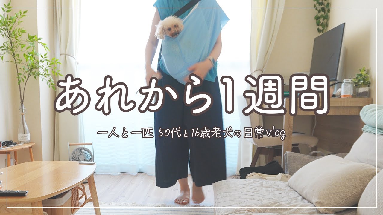 【50代と16歳老犬の日常vlog】左目の異常から1週間後/AI英会話speak始めました/ギックリ腰にガードナーベルト/老犬の歯磨き筋トレ/甘酒食べるかな/シニア犬/アラフィフ/女性/一人暮らし