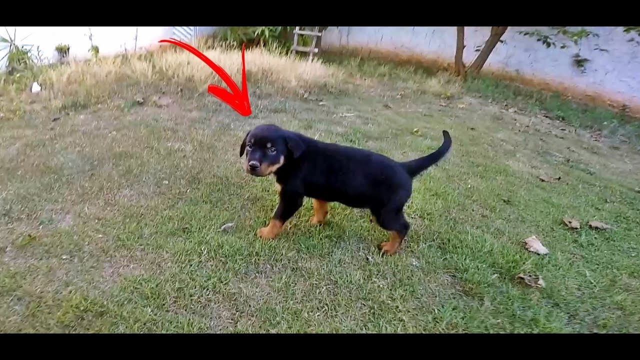 ADOTAMOS UM CACHORRINHO - NOVO MEMBRO DA CASA - QUAL VAI SER O NOME DELE ?