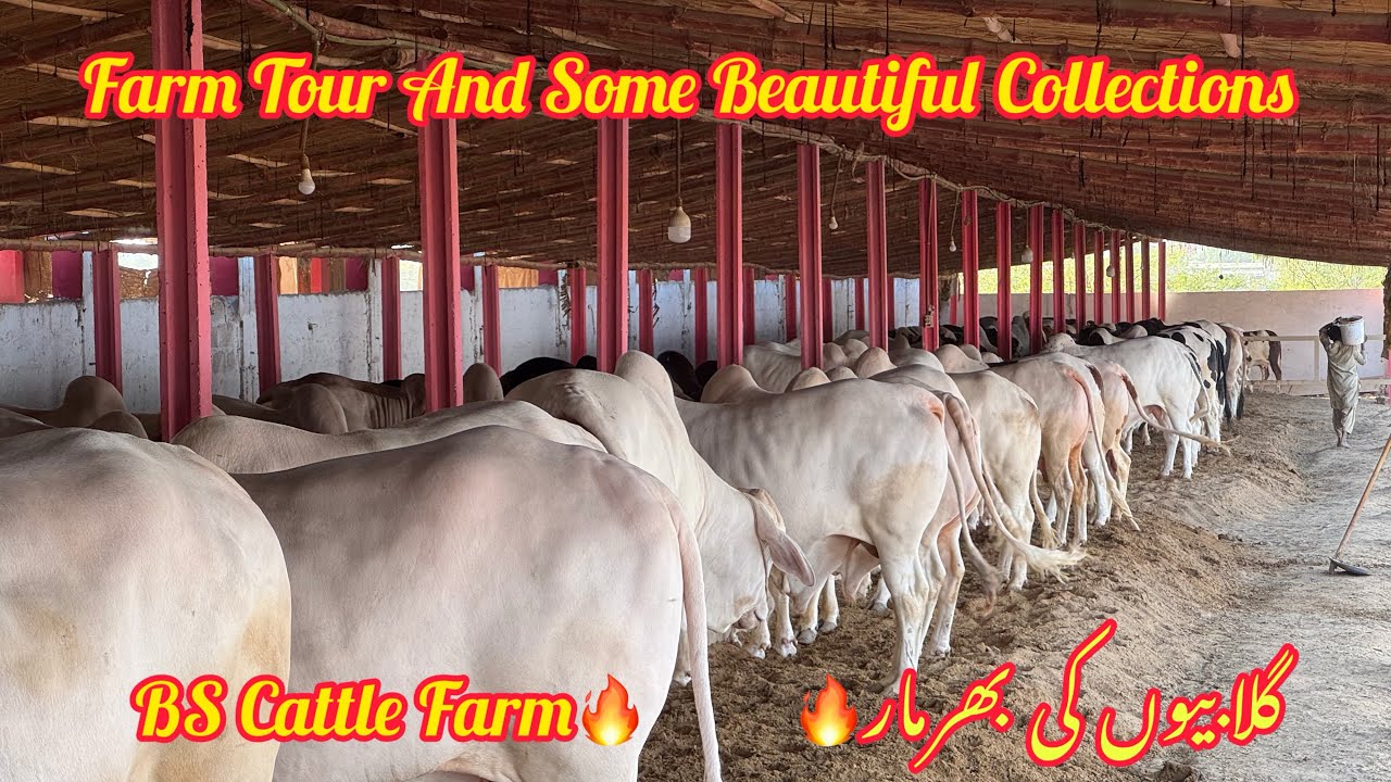 BS Cattle Farm Bombastic Collection 😍| Farm Tour🔥| Cow Vlogs | Mandi Obsessed