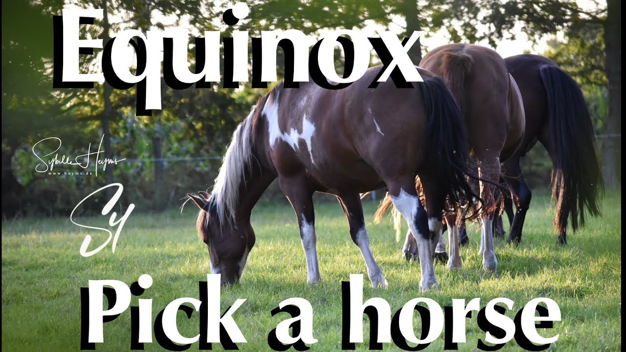 Pick a Horse 💛 Equinox ☀️ What do you need to know? timeless reading 