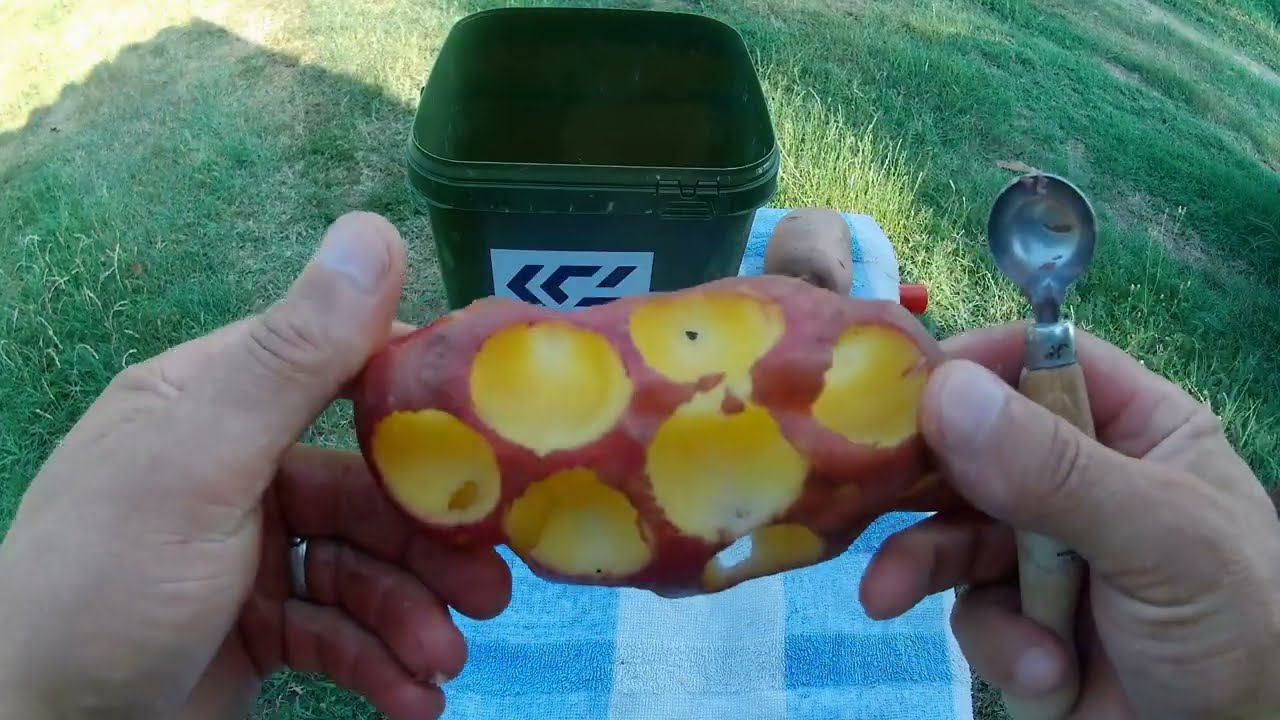 Krumpli - Az elfeledett horgász csali (és mégis működik)
