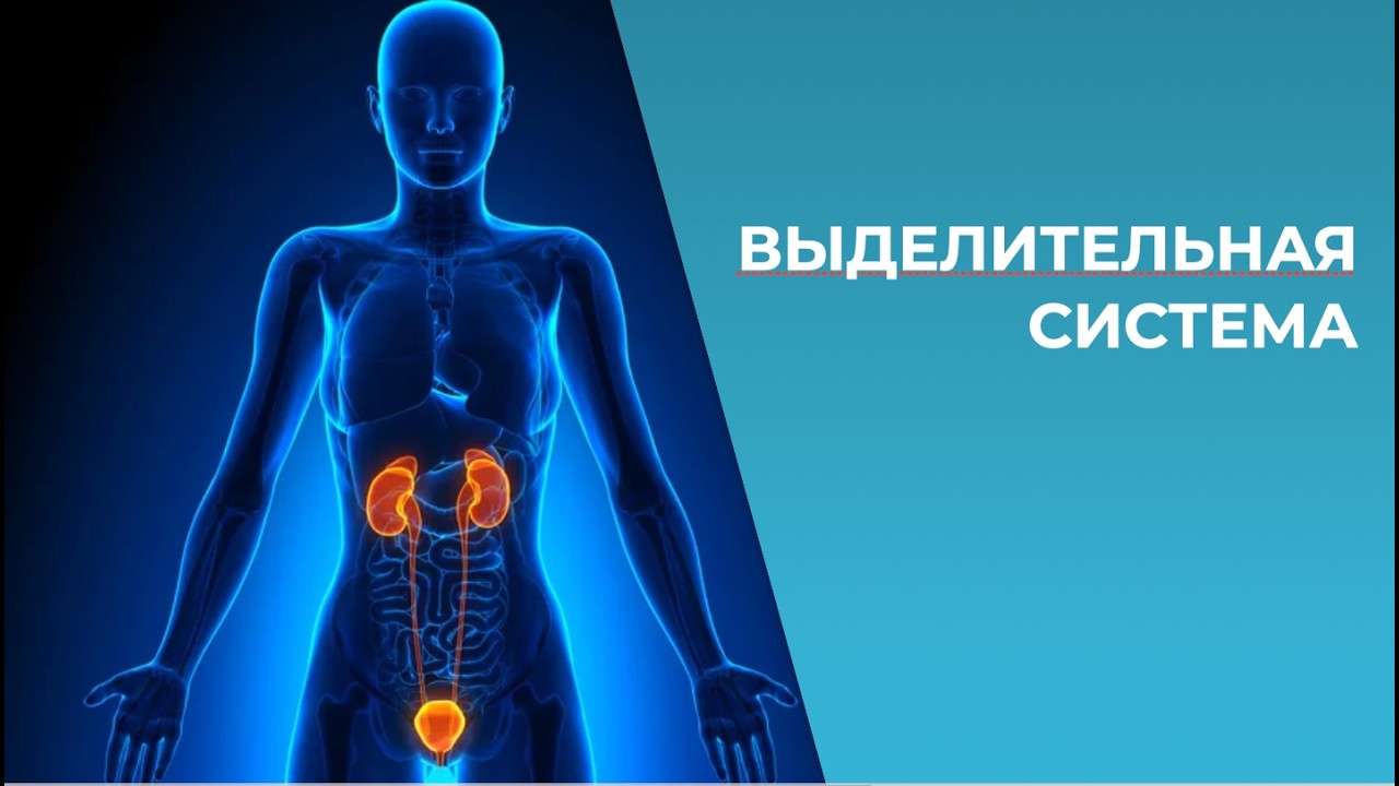 ТЗ: Выделительная система 12.03.26