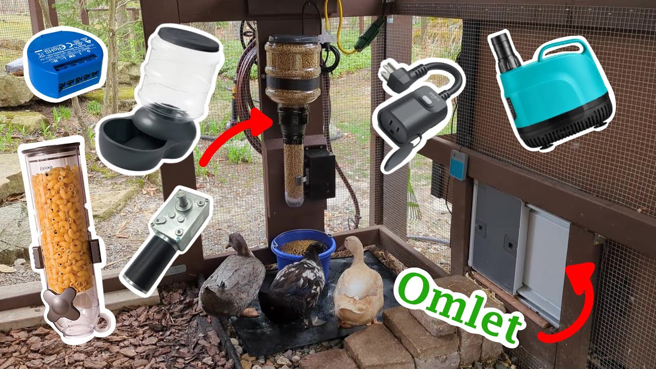 Backyard Duck Run Automation | DIY Outdoor Feeder | Pool Refresh | Omlet Door