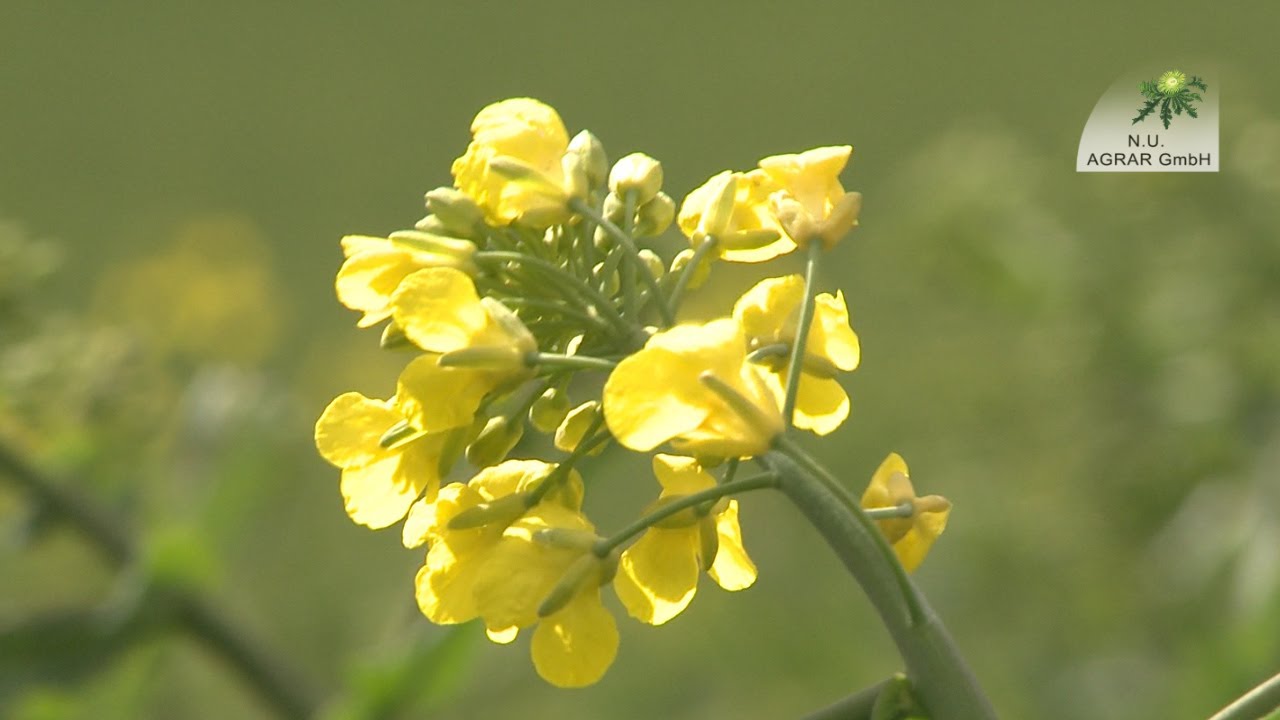 148. Feldexkursion: Blütenspritzung im Raps und Frostschaden im Getreide - NU Agrar, 15.04.2020
