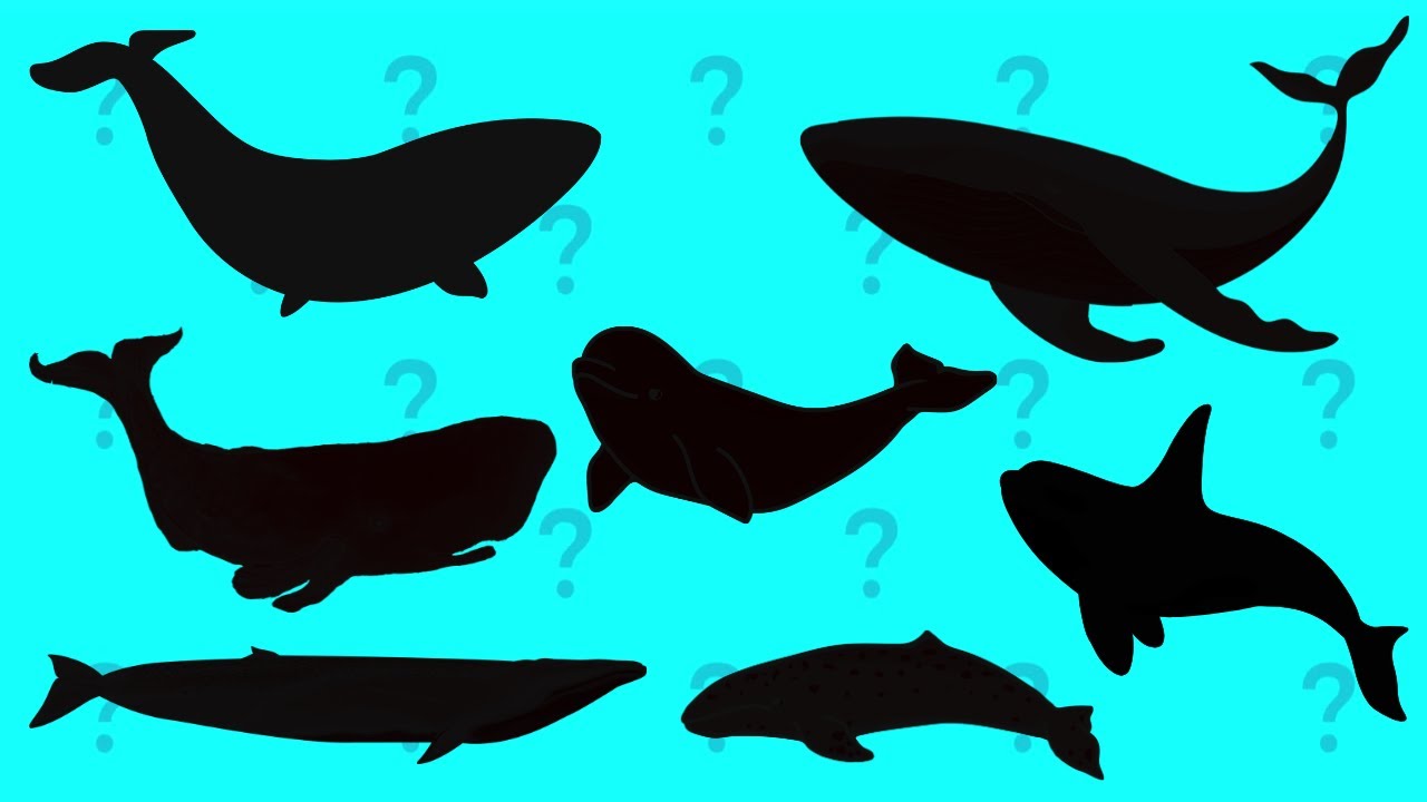 Guess the shadow of whales |Fun Educational Song for Kids