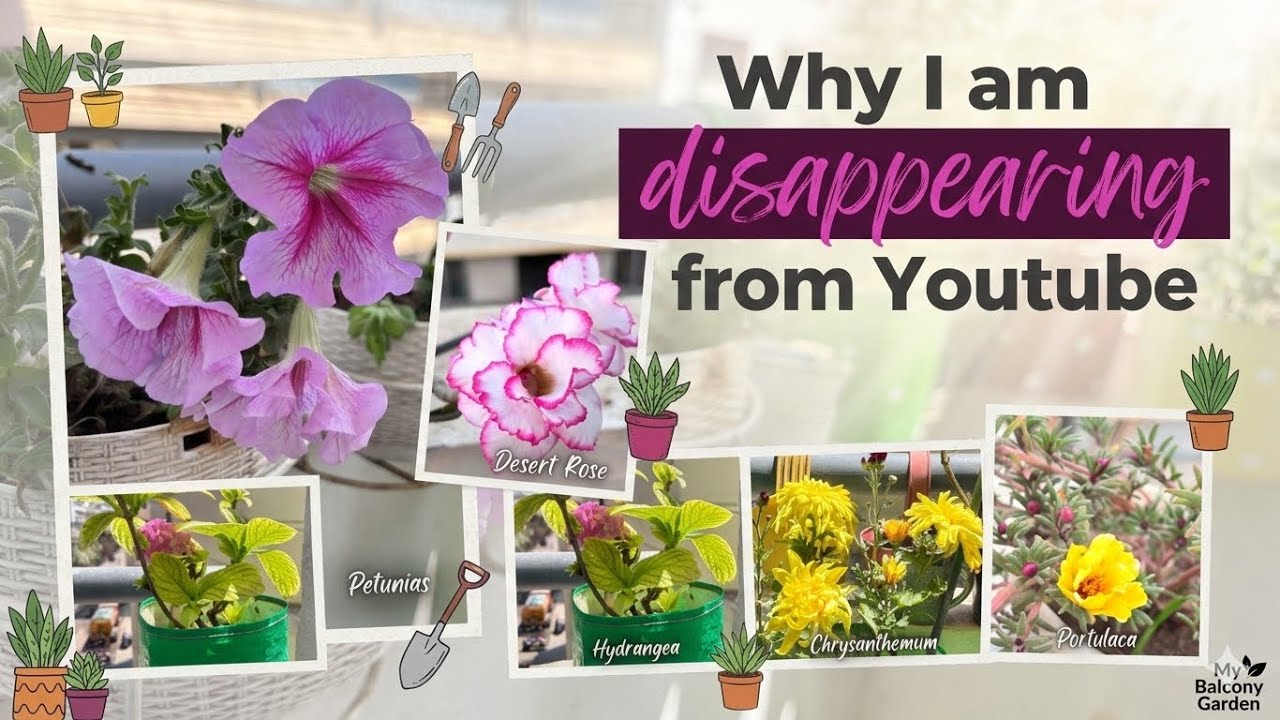 #how I lost all 😞#plants || #reasoning disappearing from Youtube  #balconygarden vlog