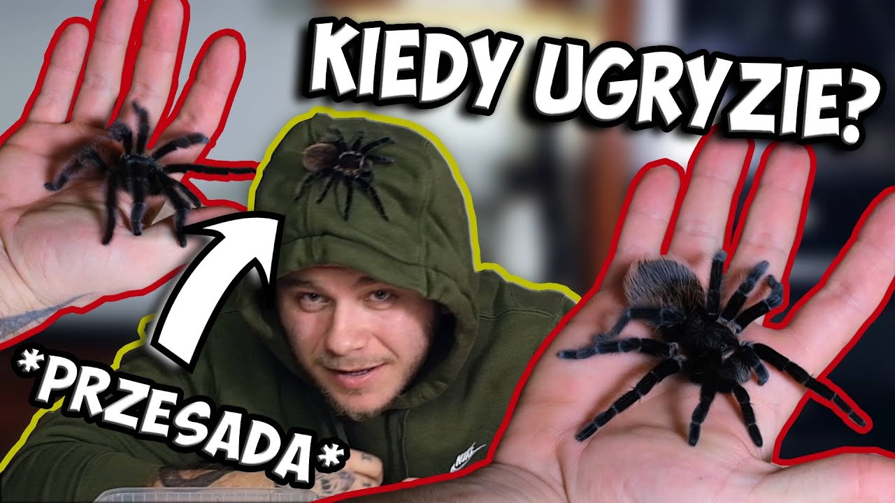 JAK BRAĆ PAJĄKI NA RĘCE? KIEDY GRYZĄ?