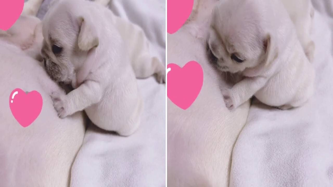努力干饭#法斗幼犬 #法牛宝宝 #法斗 #上海法斗 #法国斗牛犬