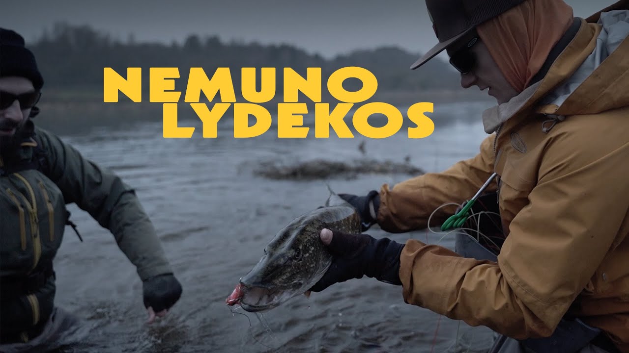 Lydekų žvejyba Nemuno dambose museline meškere
