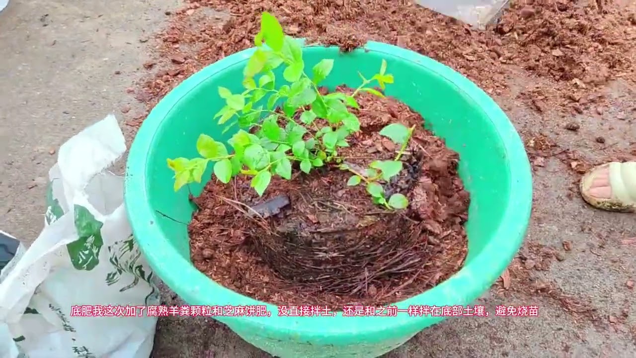 蓝莓种植配对土就成功了一半，这样的配土种植钵苗苔藓苗长势不错