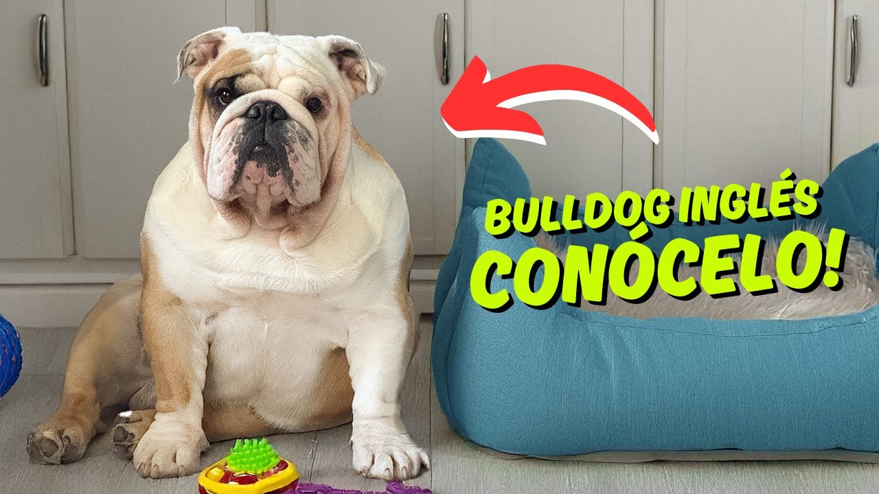 5 Rasgos Únicos del Bulldog Inglés que Debes Conocer