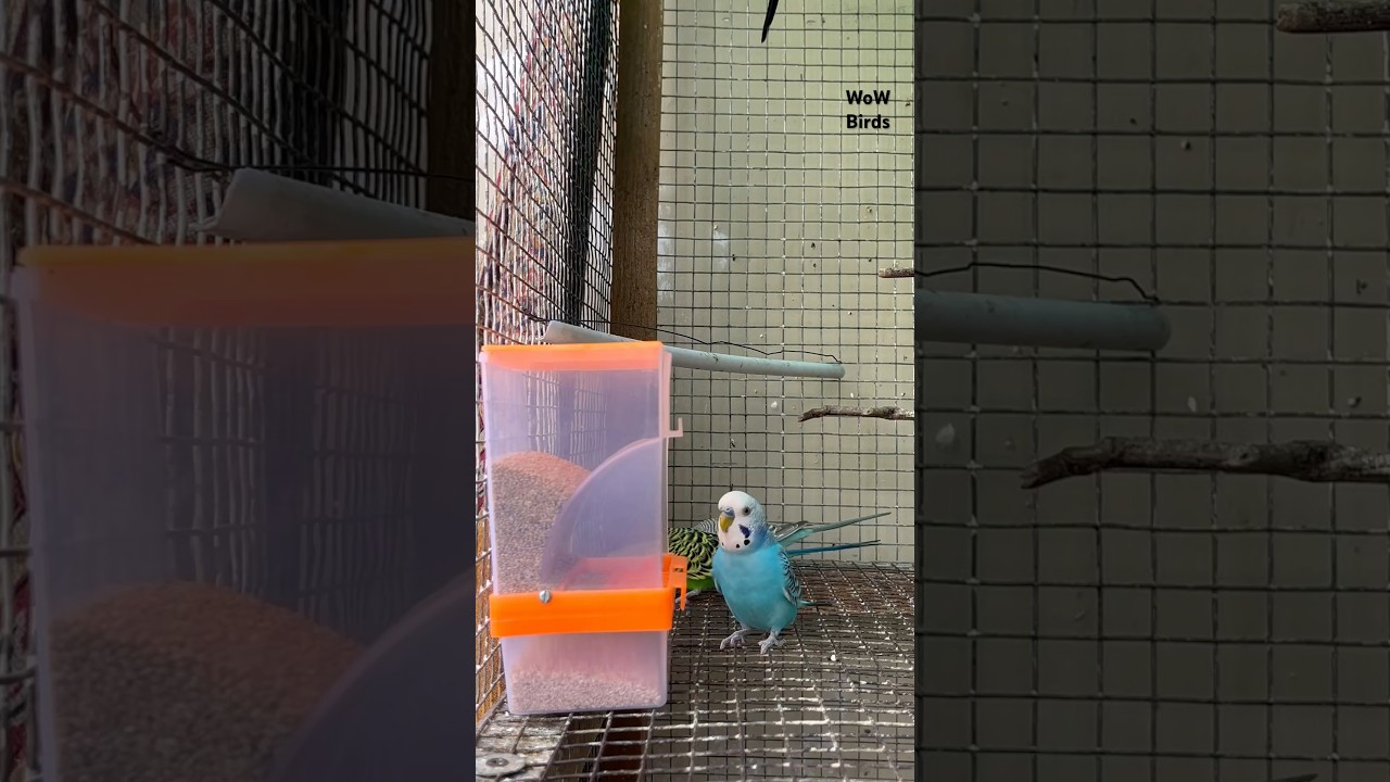 Budgies feeding | Automatic Seeds Feeder | budget friendly items for budgies and other birds.