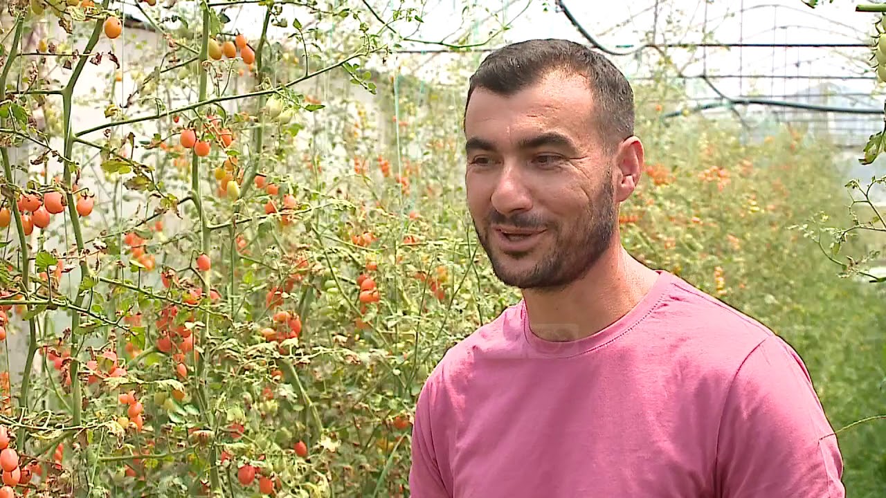 Domatja e rrallë/ Fermeri e bleu rastësisht për “zemër kau” në Itali