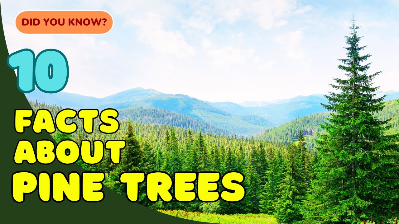 10 увлекательных фактов о соснах, которые вы не знали! 🌲
