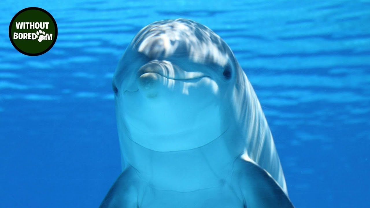 Delfines -Mini Documental