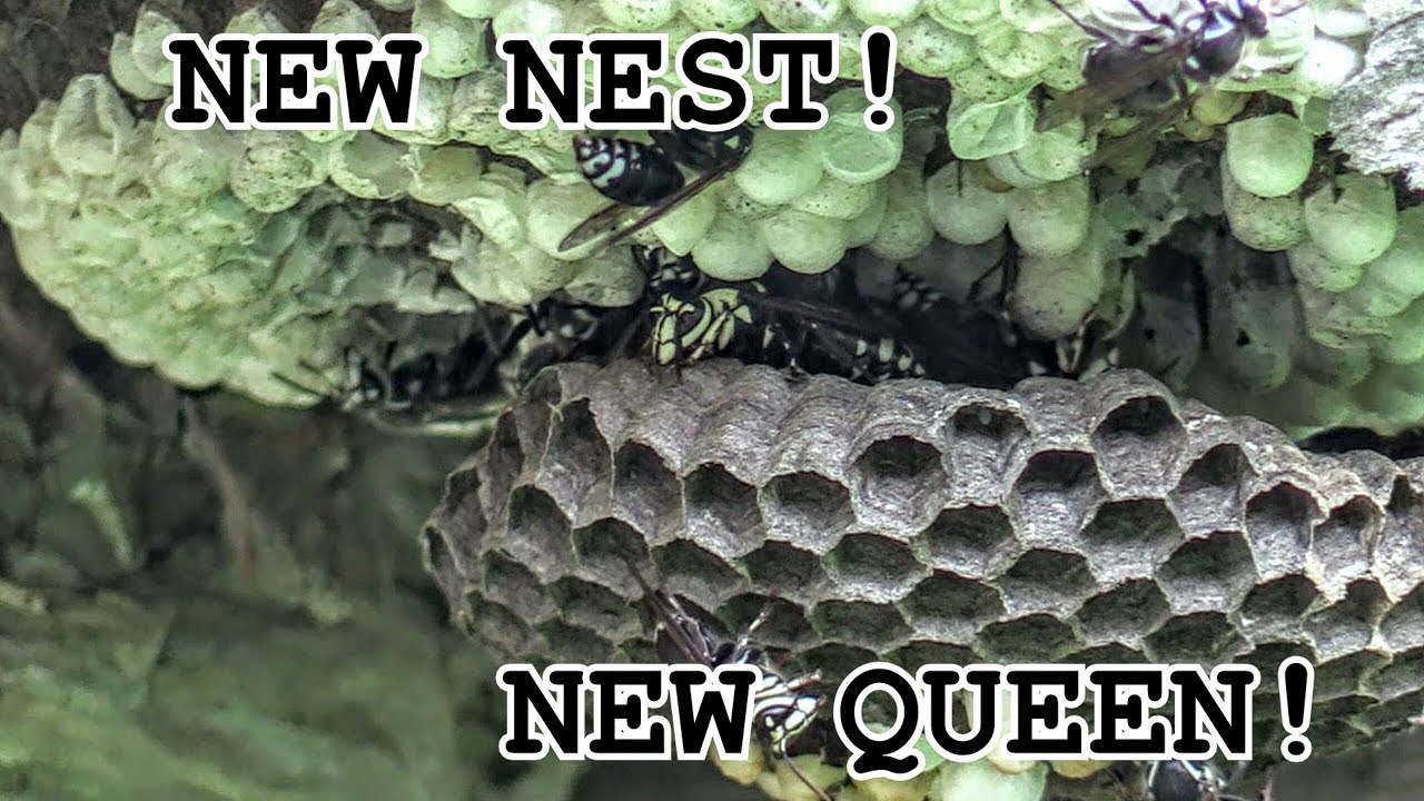 Yellow Jacket QUEEN Bald Faced Hornet Nest Removal Relocation Collection