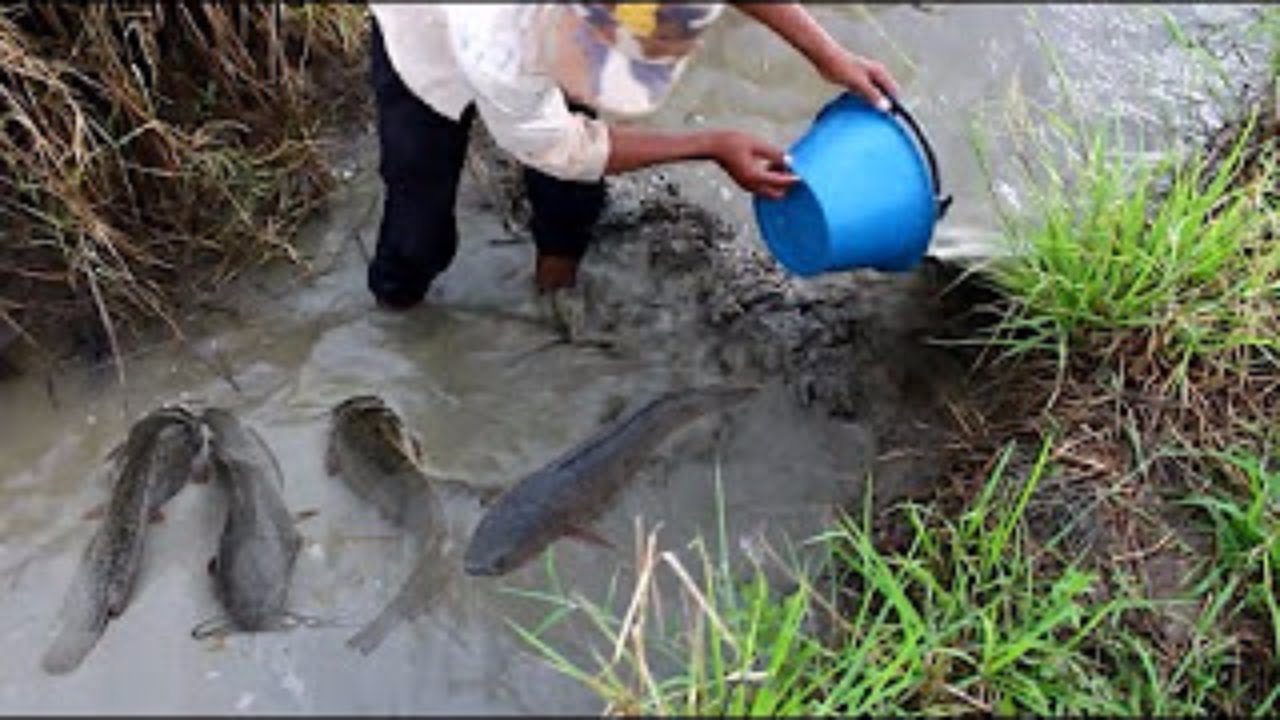 Net Fishing In Battambang Province - Khmer Cast Net Fishing - Cambodia Traditional Fishing (Part 81)