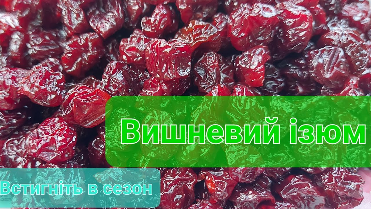 Як зробити цукати з вишні роздзинки, вишневый изюм как сделать, вялена вишня для начинок - встигніть