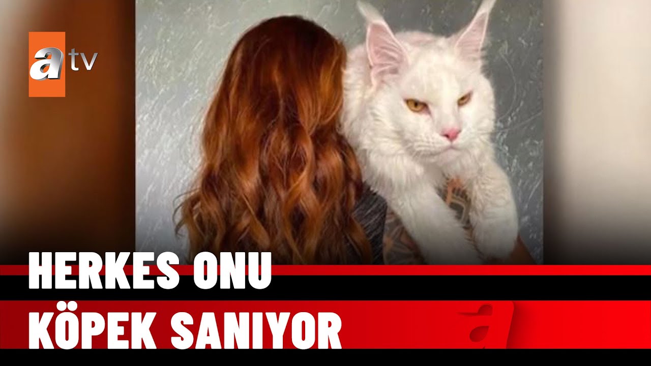 Dev kedi &lsquo;Kefir&rsquo; - atv Haber 21 Ocak 2022