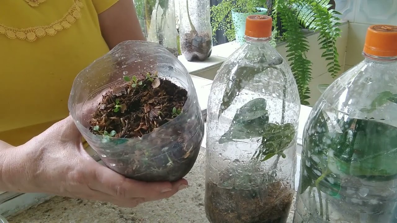ANTURIOS recuperados en TERAPIA DE BOTELLA muy buena OPCIÓN 👍 🪴🪴