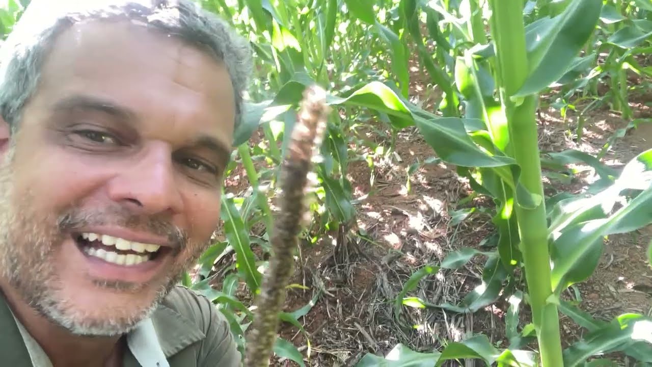Palhada Milheto- Melhor ou pior que a palhada da Braquiaria?